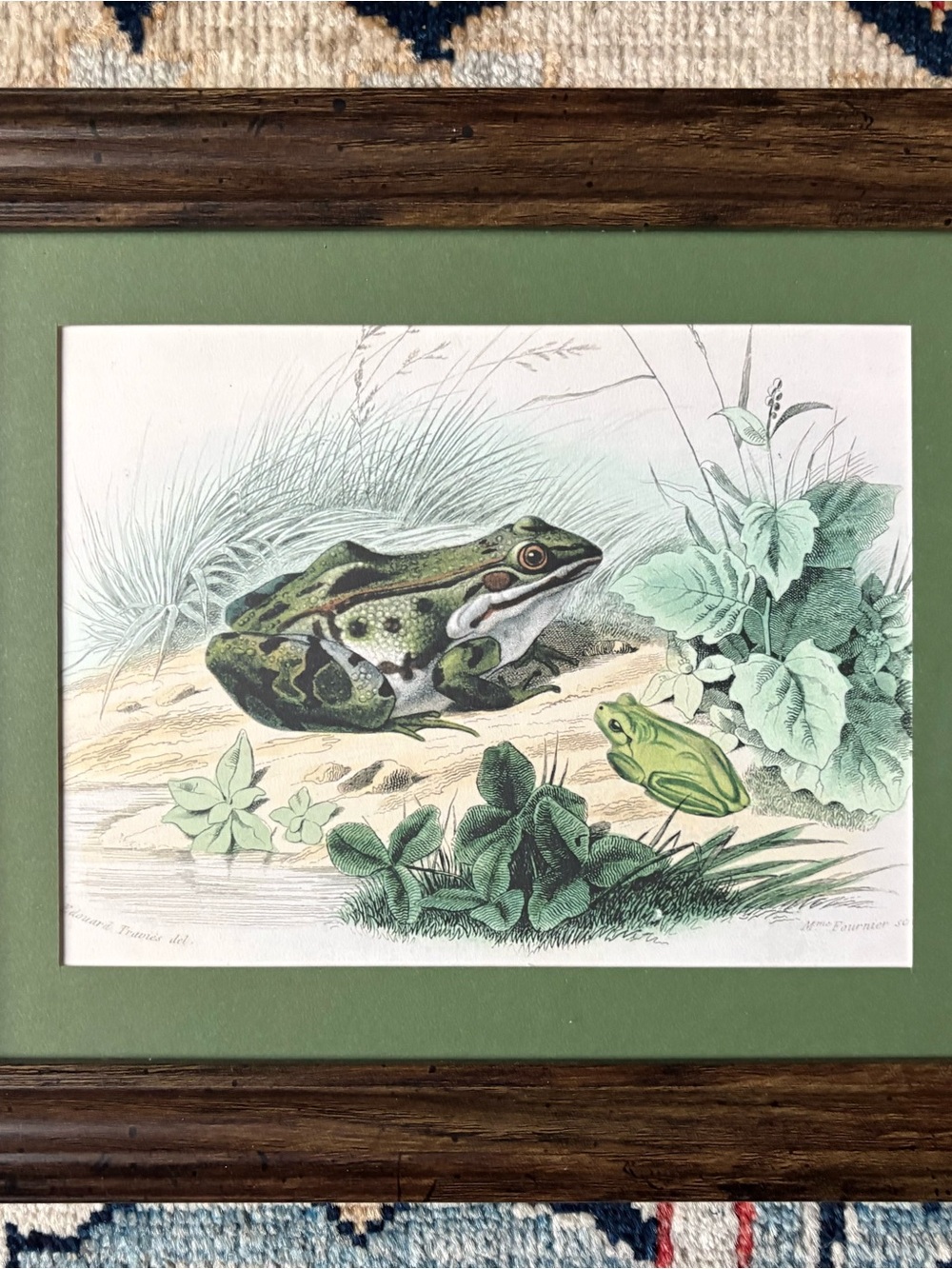 John Derian Frog Print Professionally Framed Jusr in Time for Halloween